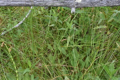 Equisetum fluviatile