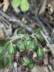 Epipactis purpurata