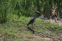 Nyctanassa violacea
