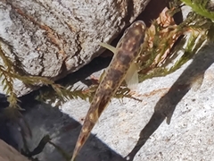 Salmo trutta