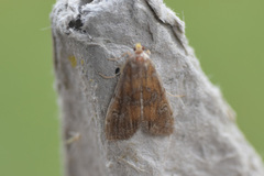 Elophila gyralis