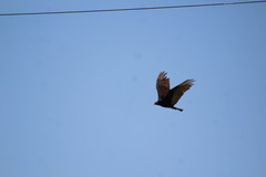 Cathartes aura