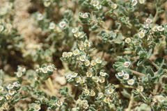 Euphorbia vallis-mortae