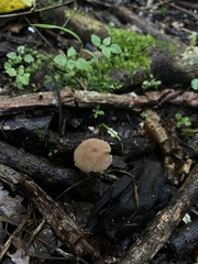Pluteus longistriatus