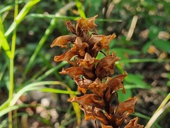 Orobanche