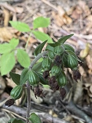 Epipactis purpurata