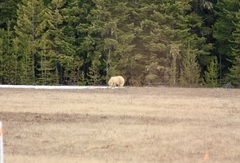 Ursus americanus kermodei
