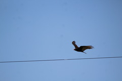 Cathartes aura