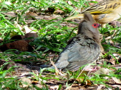 Urocolius indicus transvaalensis