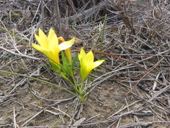 Romulea flava