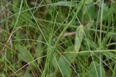 Equisetum fluviatile
