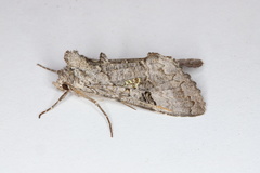 Syngrapha viridisigma