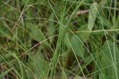 Equisetum fluviatile