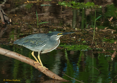 Butorides striata