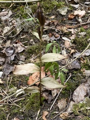 Cephalanthera damasonium
