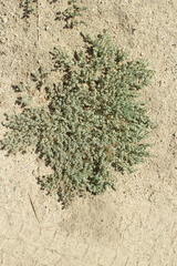 Euphorbia vallis-mortae