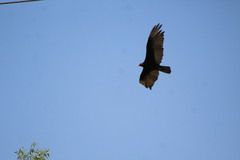 Cathartes aura