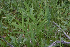 Maianthemum stellatum