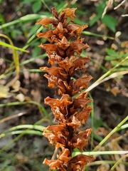 Orobanche