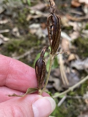 Cephalanthera damasonium