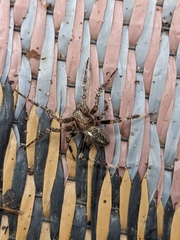 Araneus saevus
