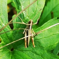 Gomphocerippus rufus