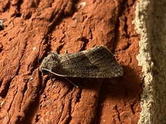 Noctuidae