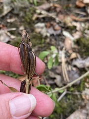 Cephalanthera damasonium