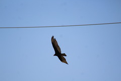Cathartes aura