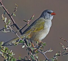 Embernagra platensis