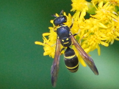 Ancistrocerus adiabatus