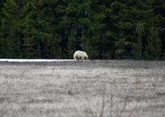 Ursus americanus kermodei