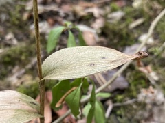 Cephalanthera damasonium