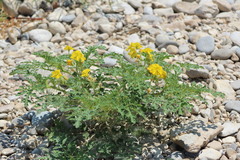 Solanum rostratum