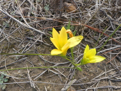 Romulea flava