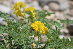 Solanum rostratum