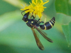 Ancistrocerus adiabatus