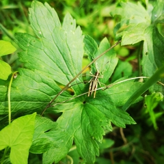 Gomphocerippus rufus