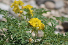 Solanum rostratum