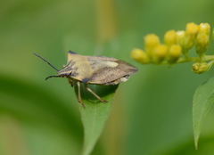 Carpocoris fuscispinus