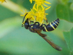 Ancistrocerus adiabatus
