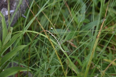 Epilobium leptophyllum