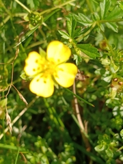 Potentilla erecta