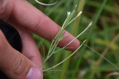 Epilobium leptophyllum
