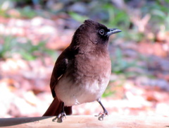 Pycnonotus barbatus tricolor