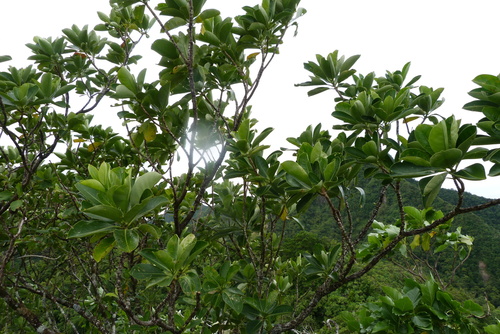 Fagraea berteroana