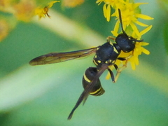 Ancistrocerus adiabatus