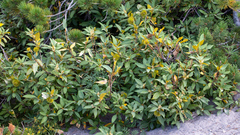 Chrysolepis chrysophylla