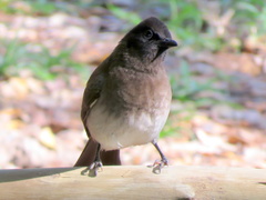 Pycnonotus barbatus tricolor