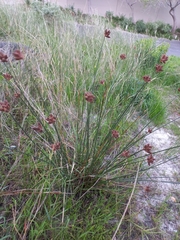 Hellmuthia membranacea